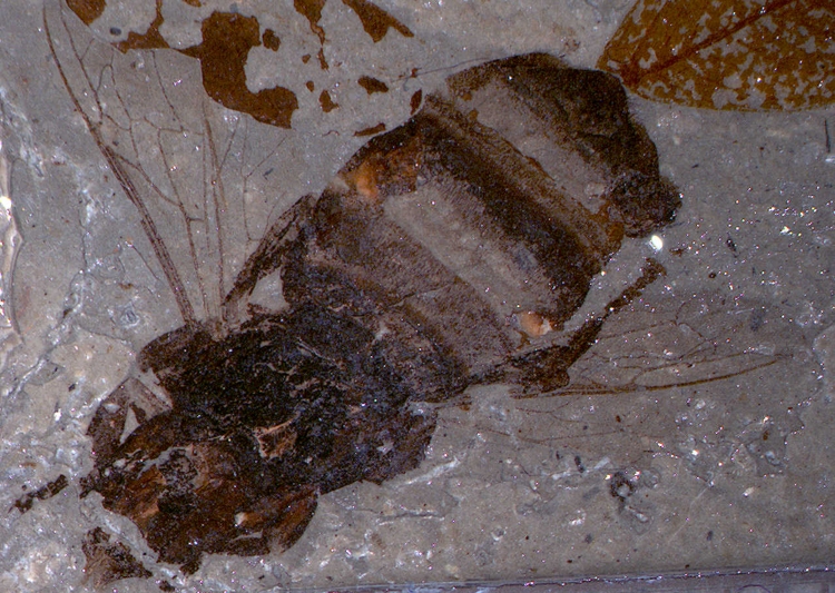 Fossile Honigbiene (<i>Apis armbrusteri</i>)